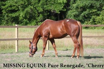 MISSING EQUINE Pure Renegade, "Cherry", REWARD Near Bishopville, SC, 29010
